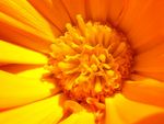 火焰花 七星瓢虫 花蕊 写真