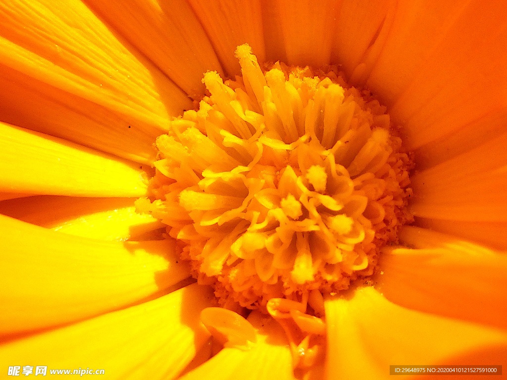 火焰花 七星瓢虫 花蕊 写真