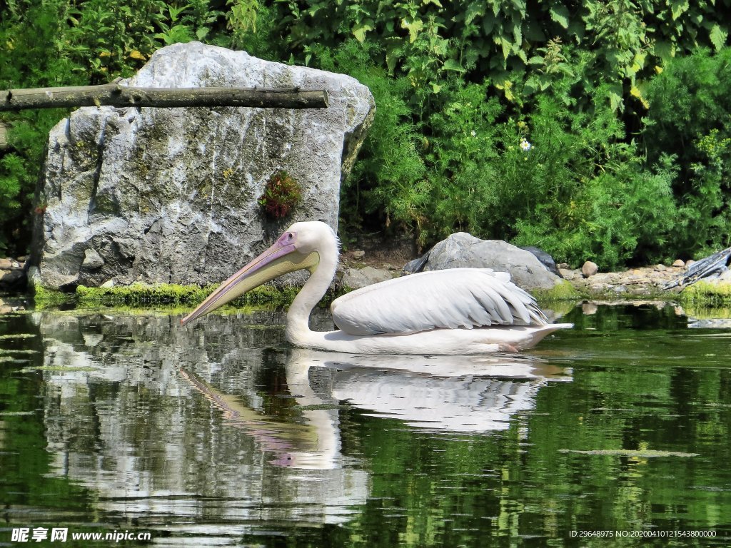 天鹅 大天鹅 天鹅湖 天鹅泉