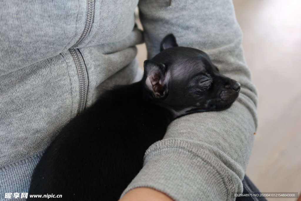 黑毛狗 熊熊 黑狗 蝴蝶犬 小