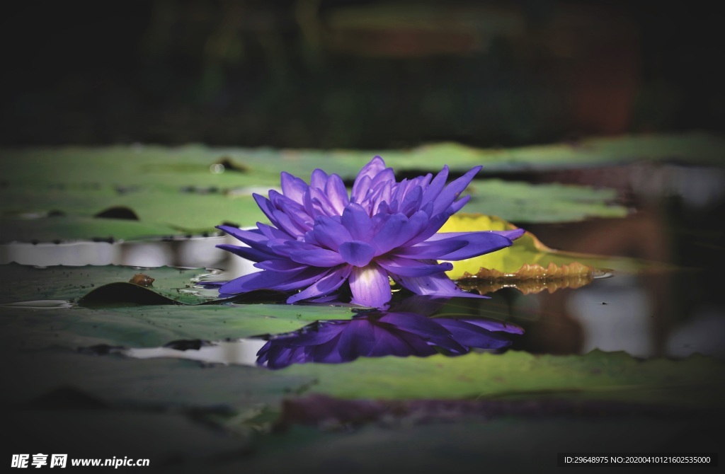 梦幻莲花 盛开 花 花卉 花朵