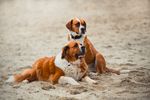 犬 狗 拉布拉多 拉布拉多寻回