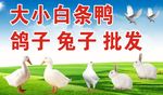 鸭子 鸽子 兔子