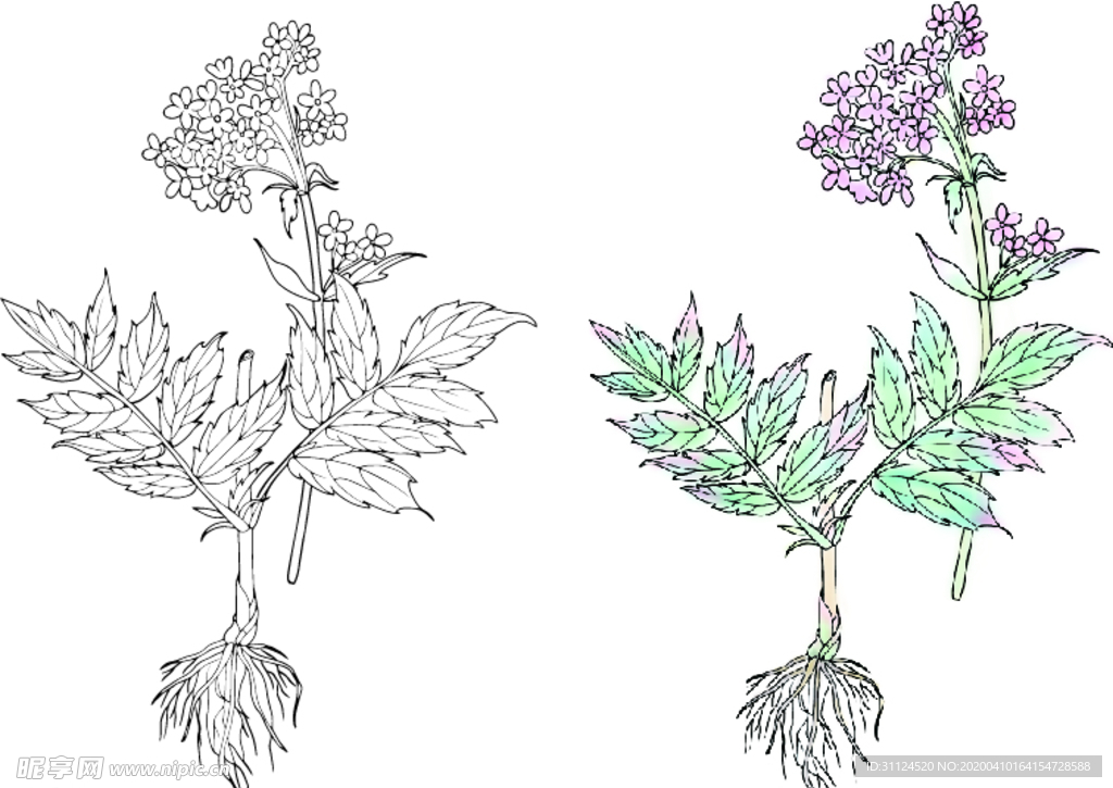 缬草手绘矢量图
