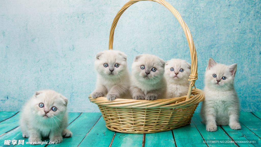 猫仔