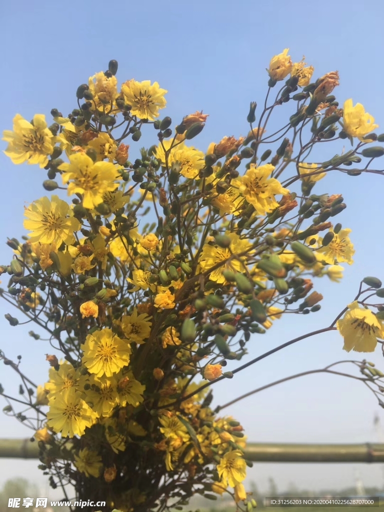 油菜花