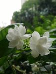 茉莉花