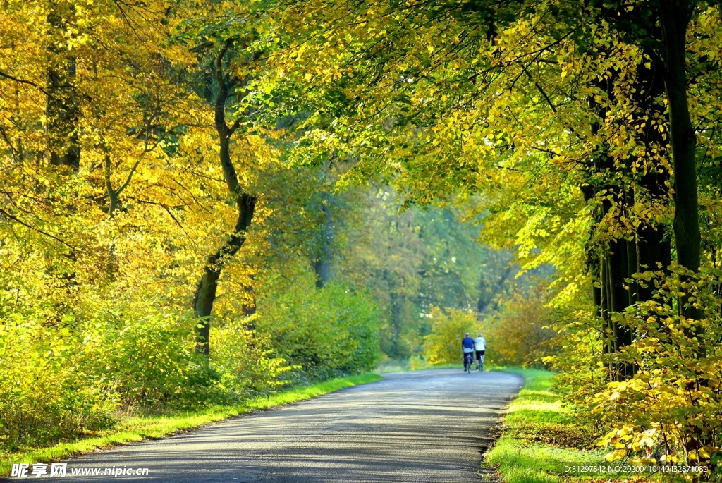 林间小路