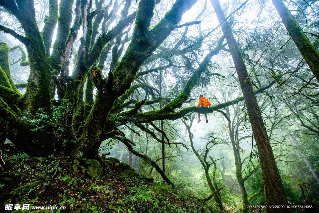 森林里的风景