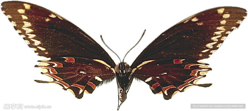 蝴蝶 彩色 工笔 黄色 蝴蝶2