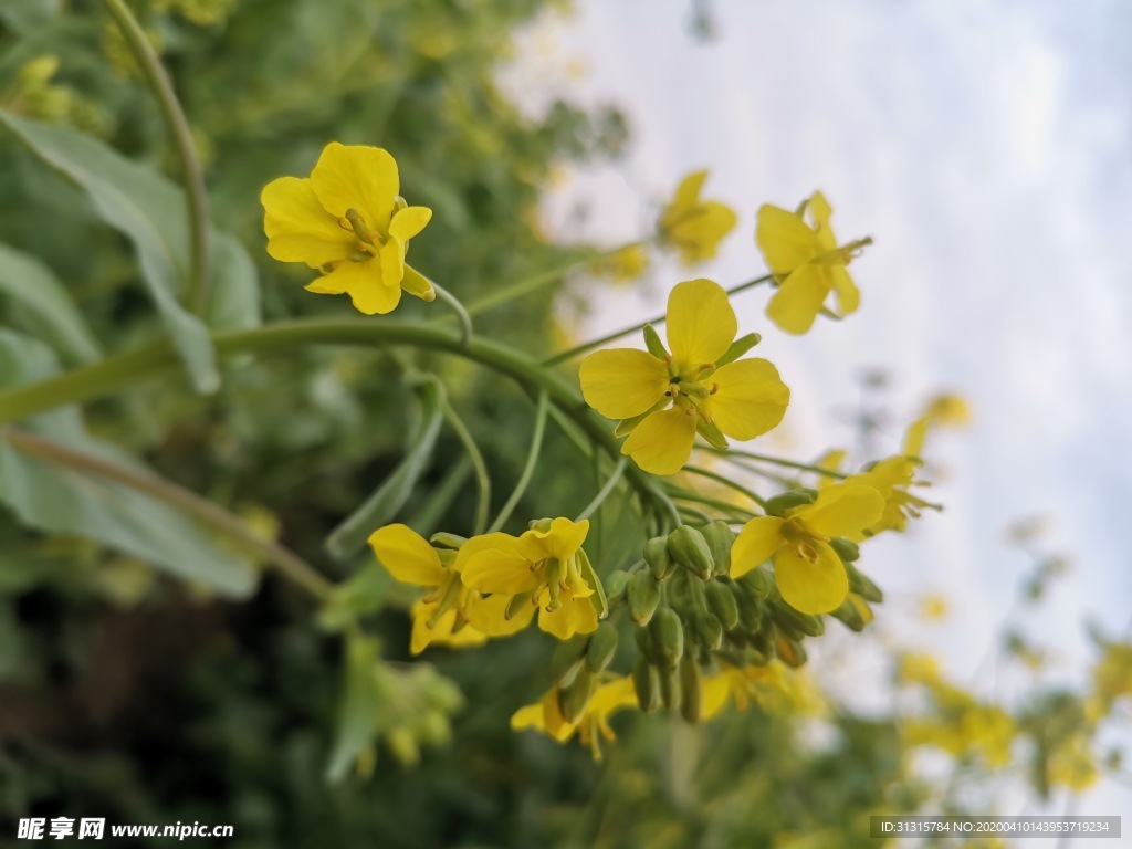 油菜花