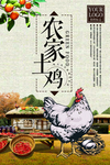 土鸡