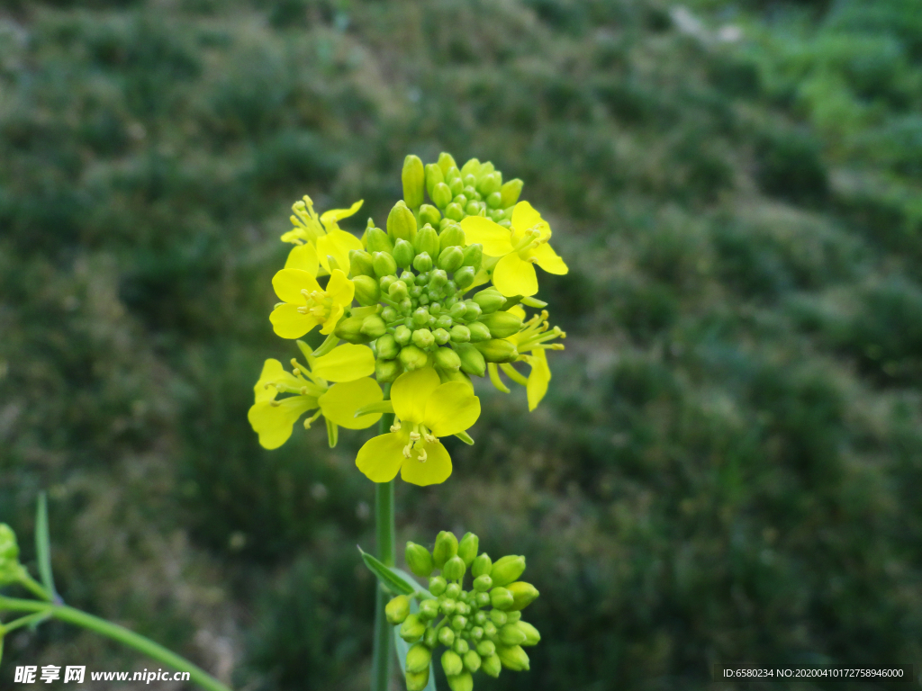 油菜花