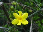 迎春花