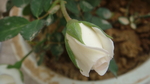 月季花