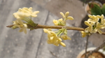 桂花