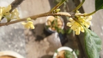桂花