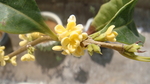 桂花