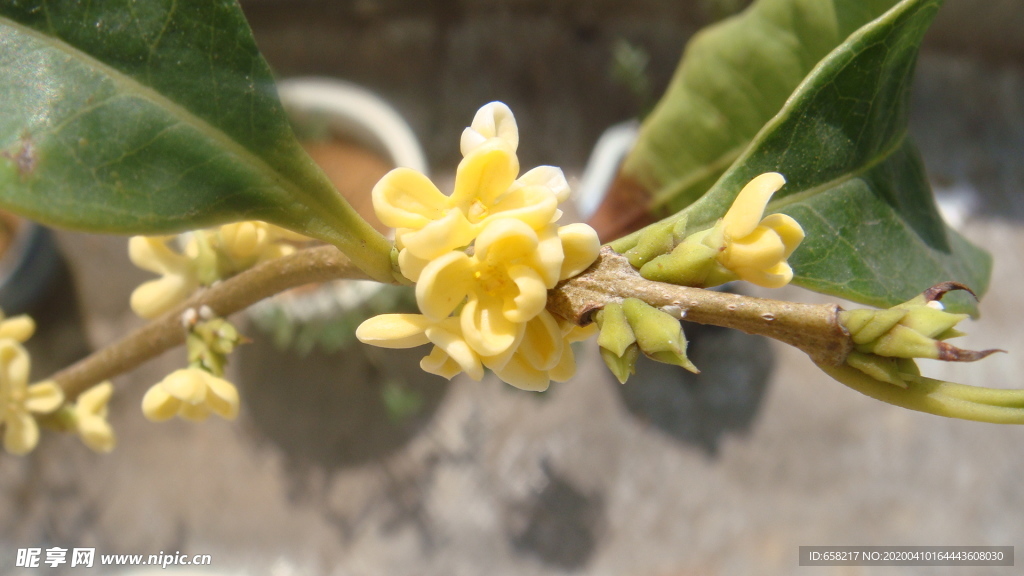 桂花