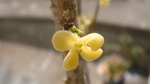 桂花