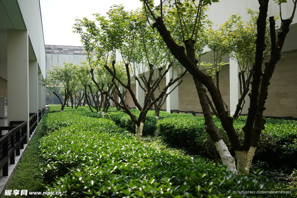 良渚博物馆 树院