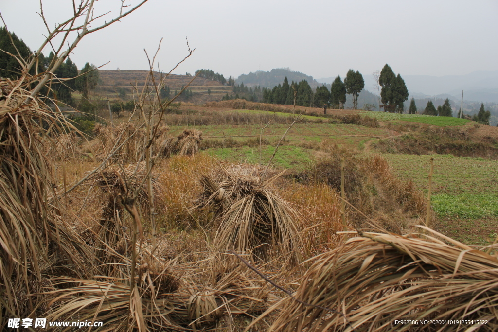 稻草田野