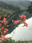 映山红
