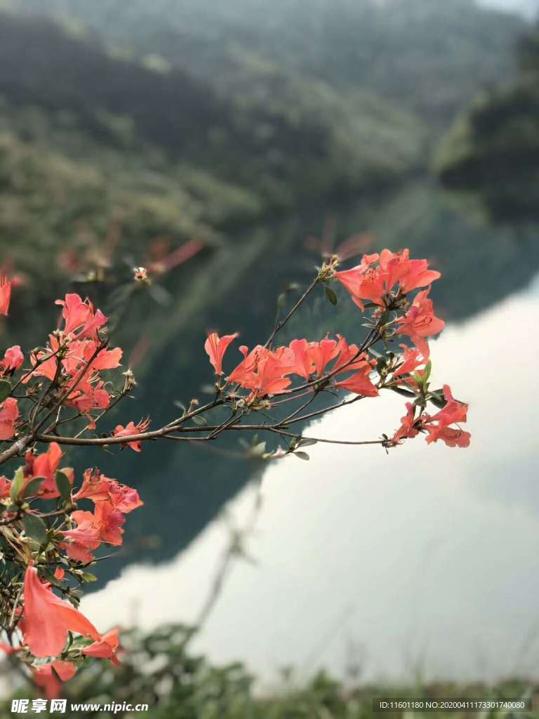 映山红