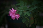 山茶花