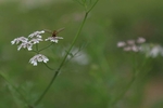 蜜蜂和野花