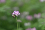 野花和蜜蜂
