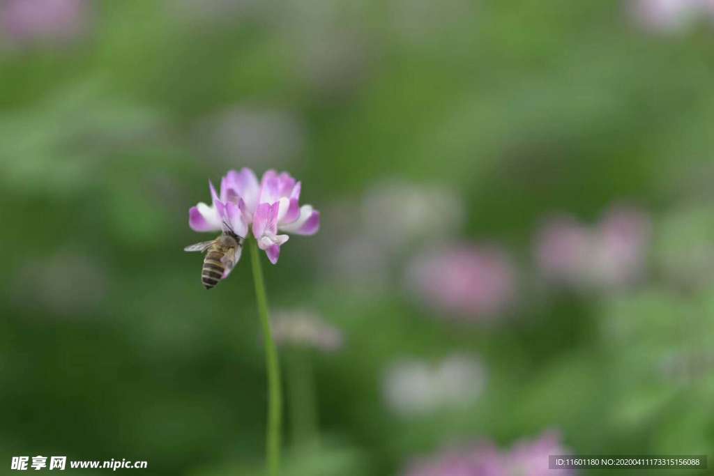 野花和蜜蜂