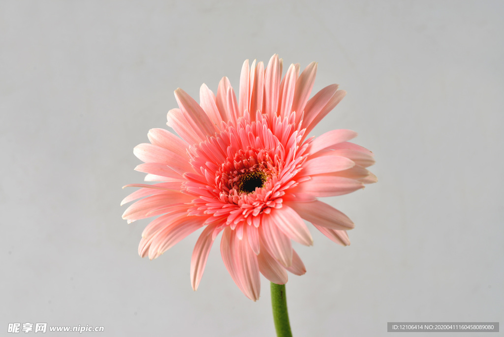 淡红粉色非洲菊