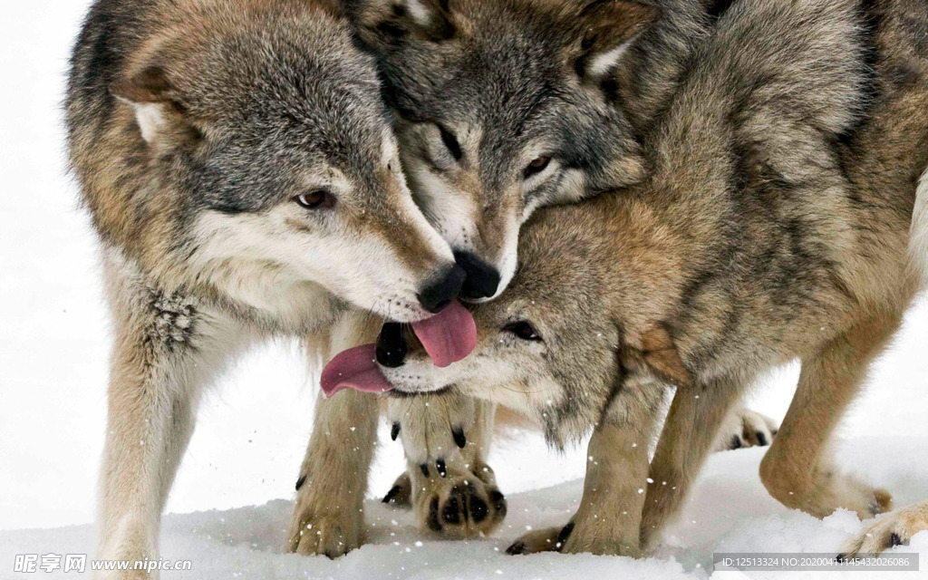 狼