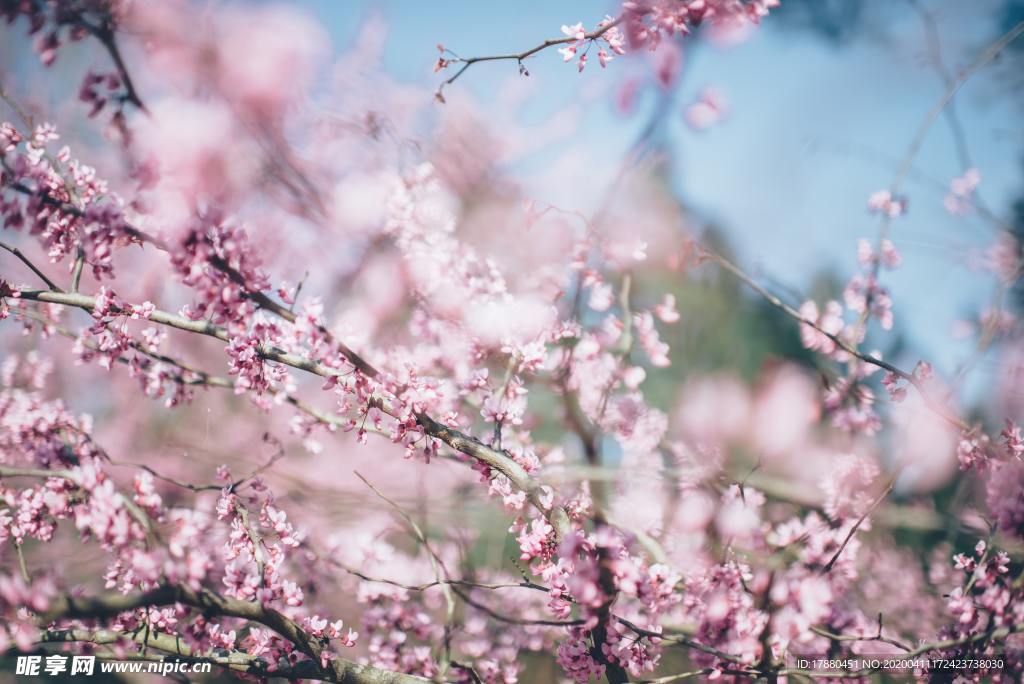 花朵与花枝