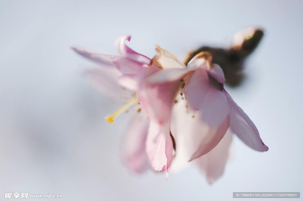花朵与花枝