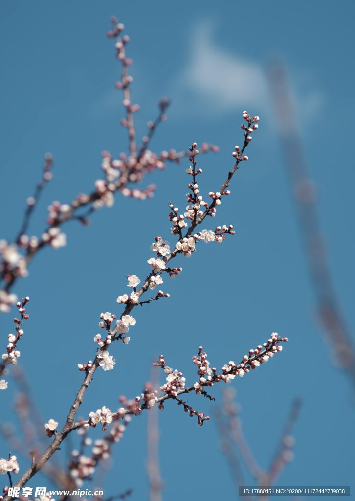 花朵与花枝