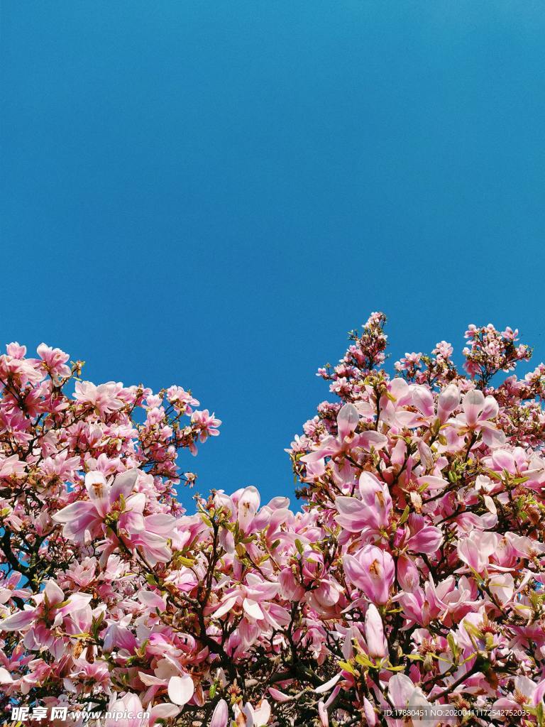 花朵与花枝