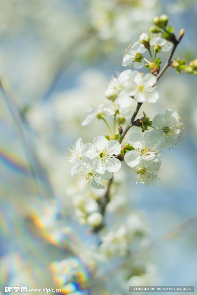 花朵与花枝