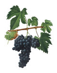 葡萄 手绘葡萄 提子 水果 手