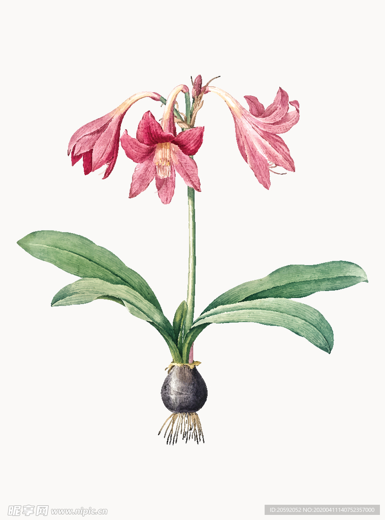 花纹