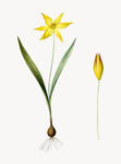 花纹