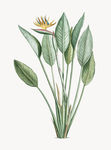 花纹