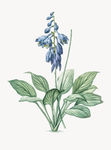 花纹