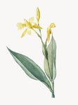 花纹