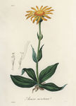 花纹