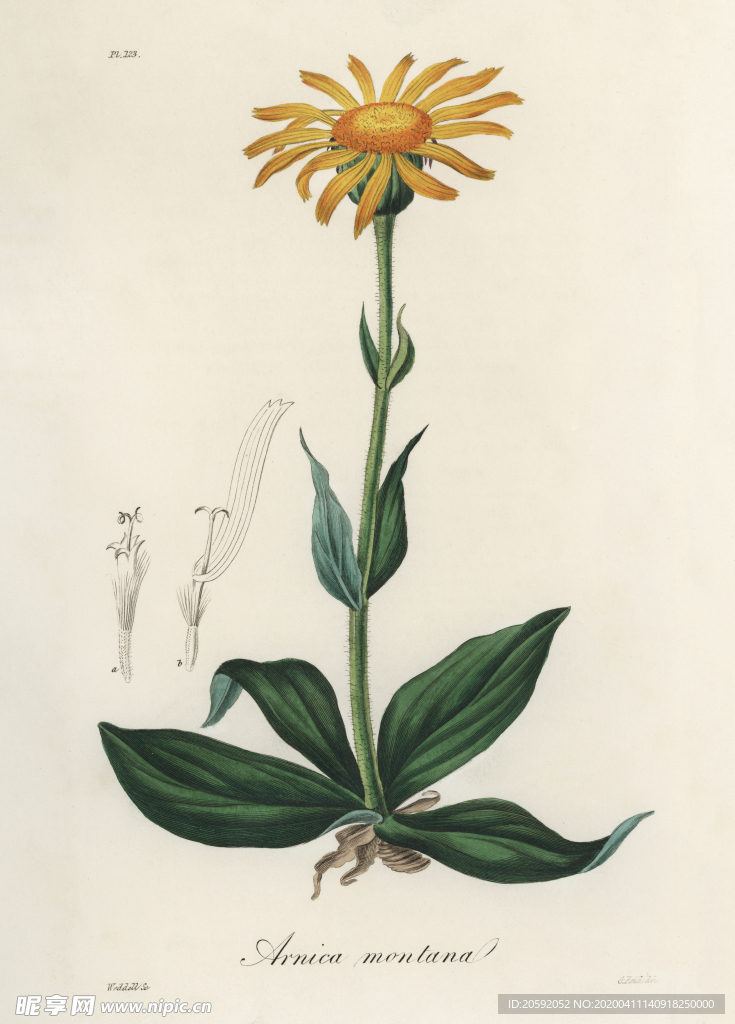 花纹