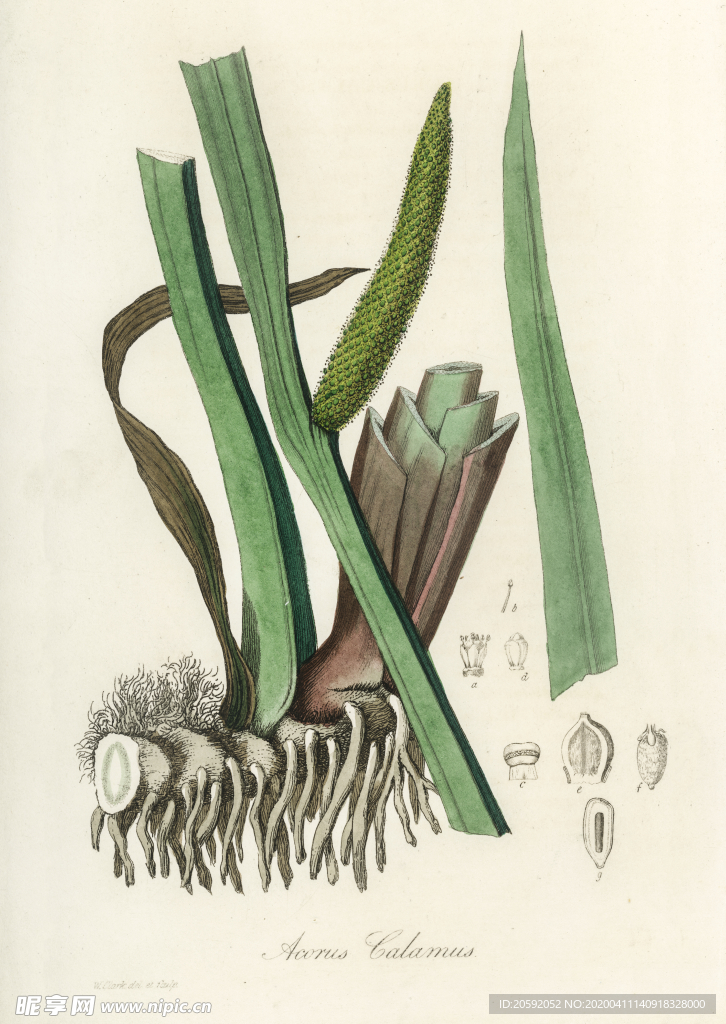 叶子 中草药 草药 绿色叶子