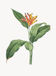 花纹