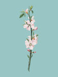 花纹